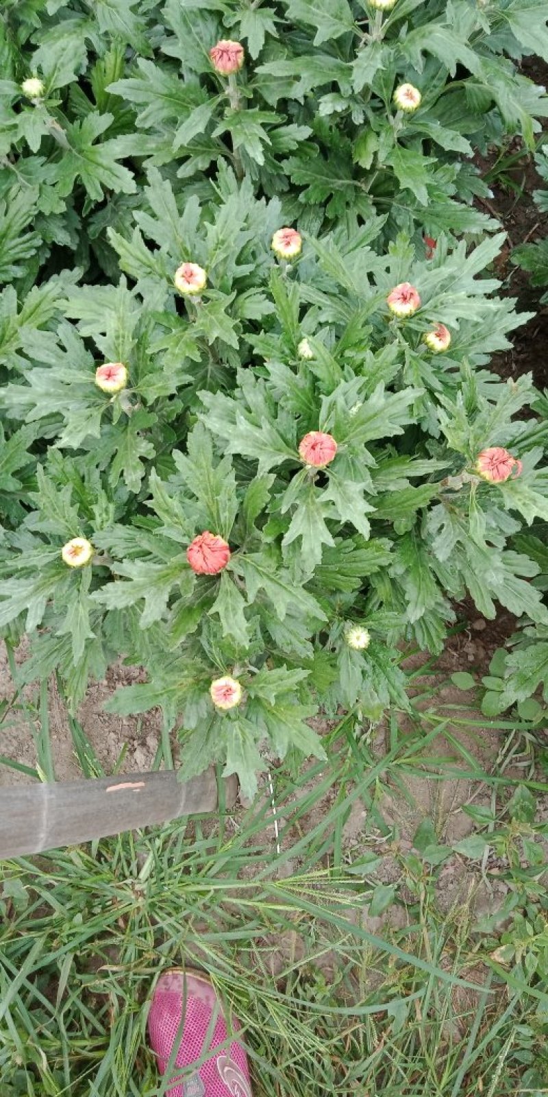 各类菊花