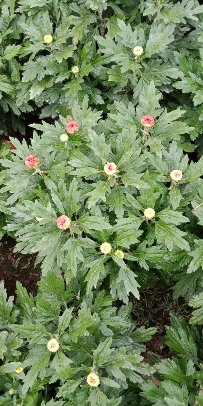 各类菊花