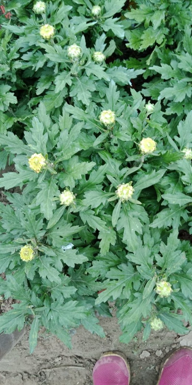 各类菊花