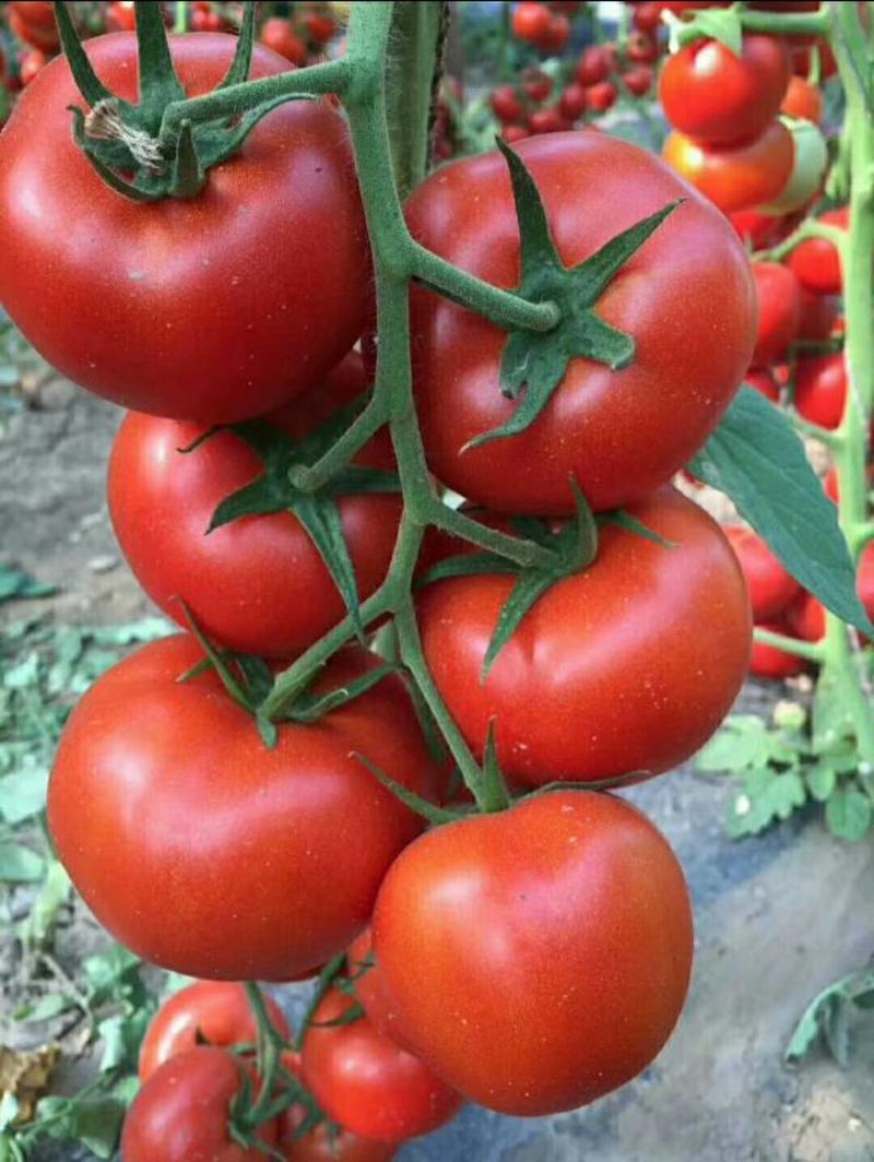西红柿苗普罗旺斯草莓苗寿光番茄苗亮粉耐高温粉果大果型硬粉