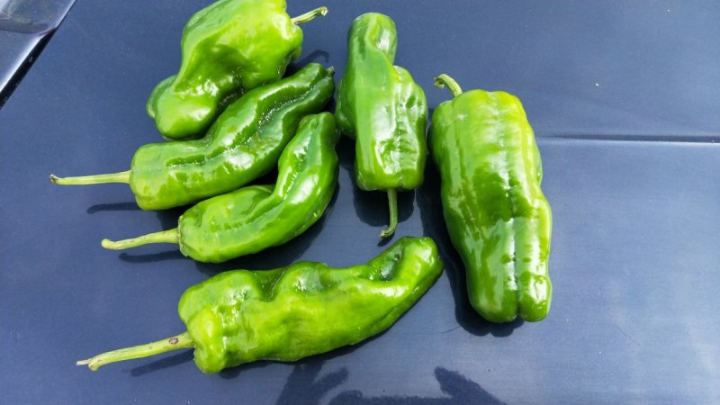 麻辣椒