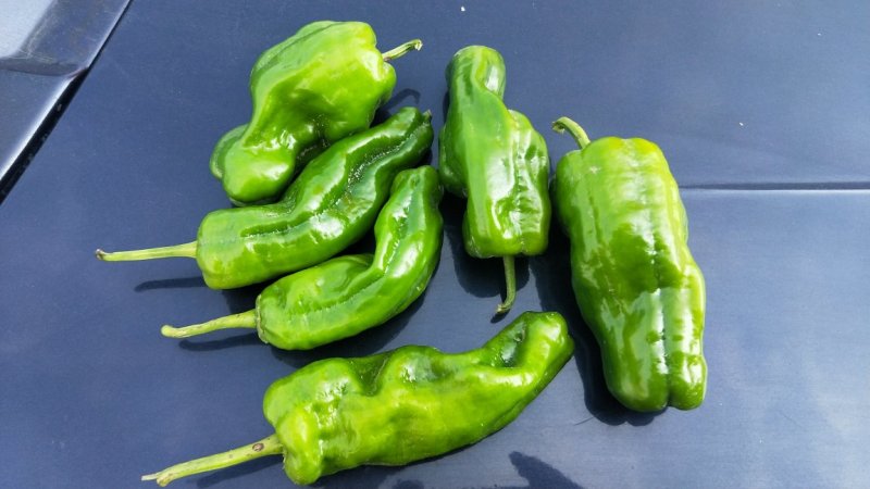 麻辣椒