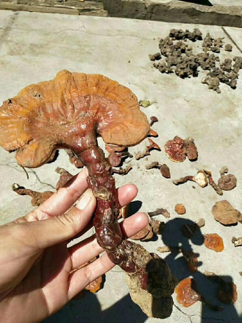 陕西商洛野生灵芝，地道特产，产区直供全国发货