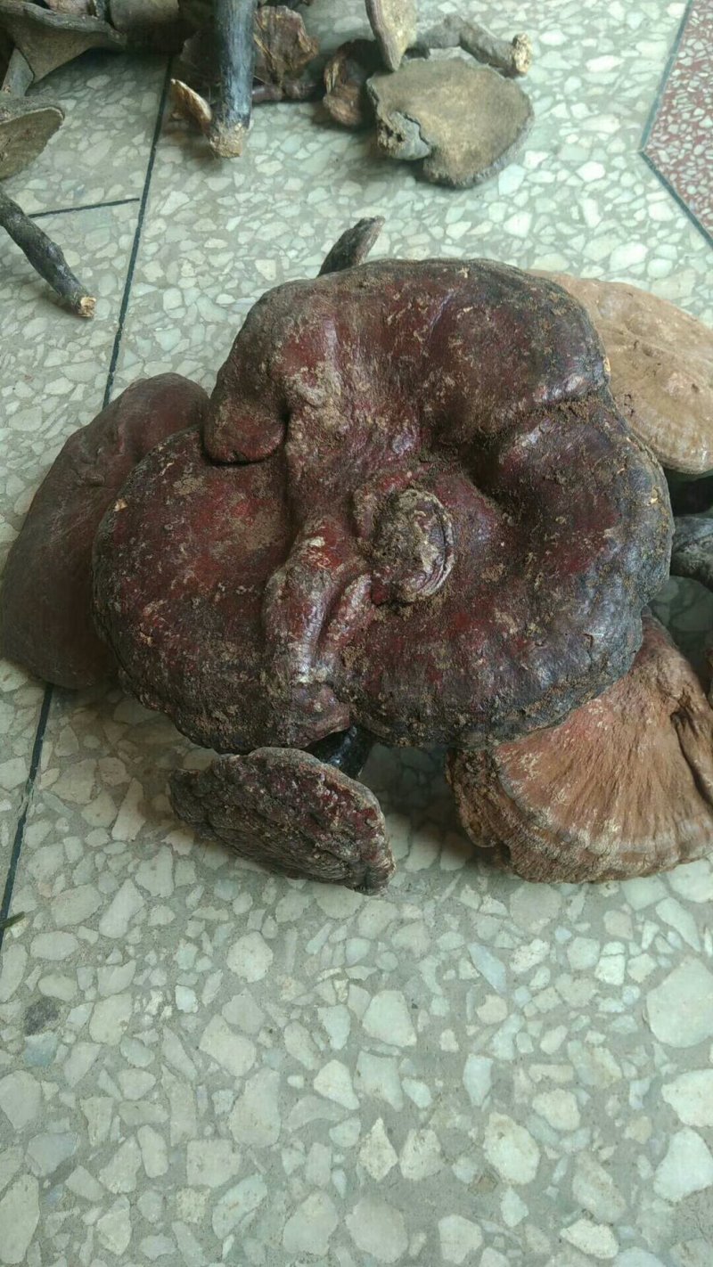 陕西商洛野生灵芝，地道特产，产区直供全国发货