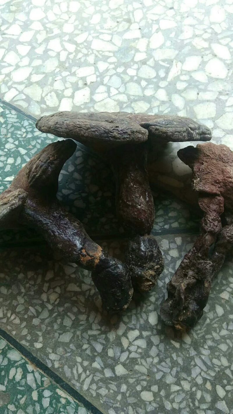 陕西商洛野生灵芝，地道特产，产区直供全国发货