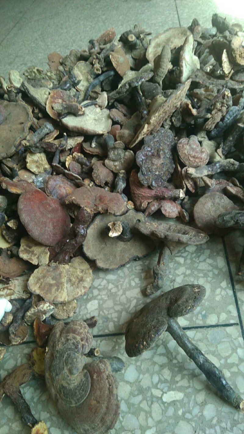陕西商洛野生灵芝，地道特产，产区直供全国发货