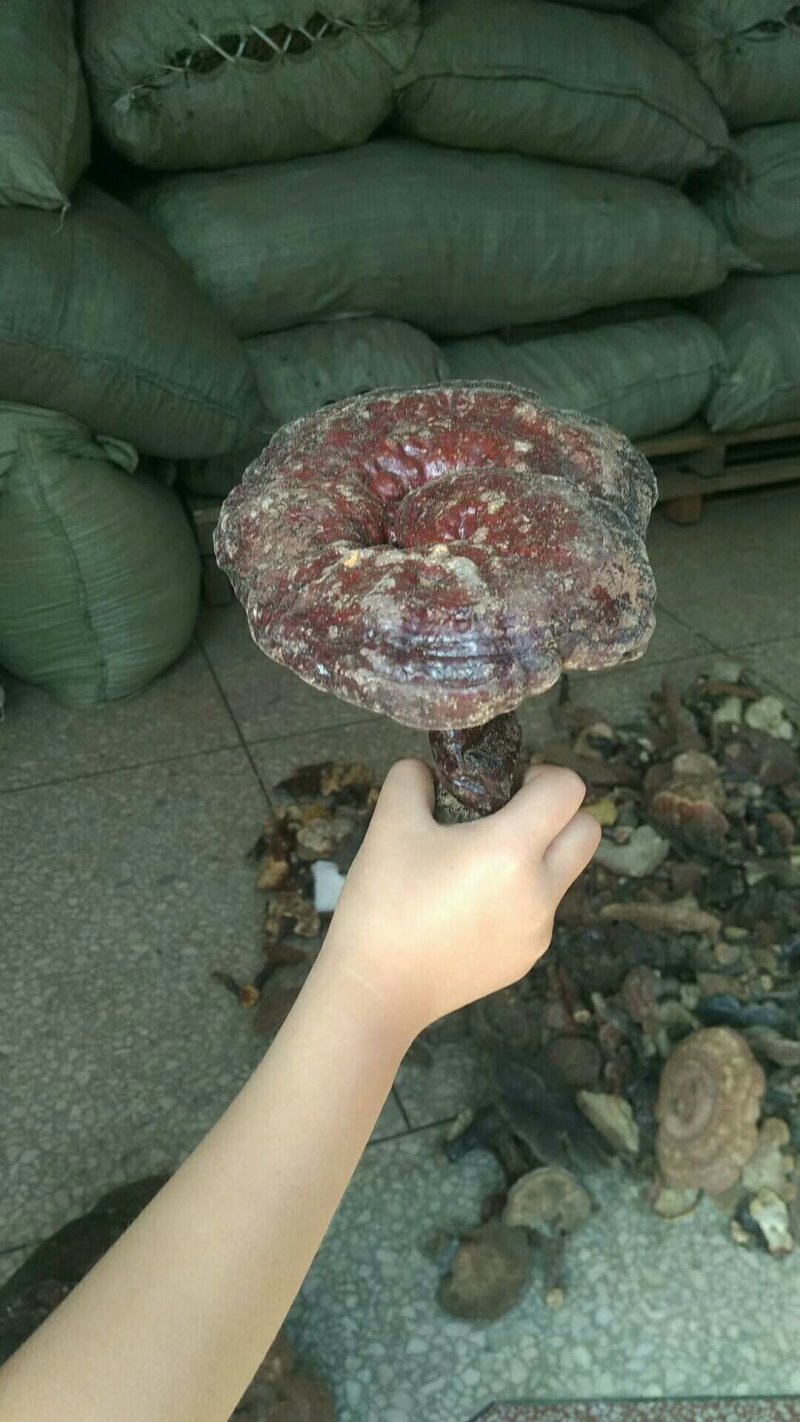 陕西商洛野生灵芝，地道特产，产区直供全国发货