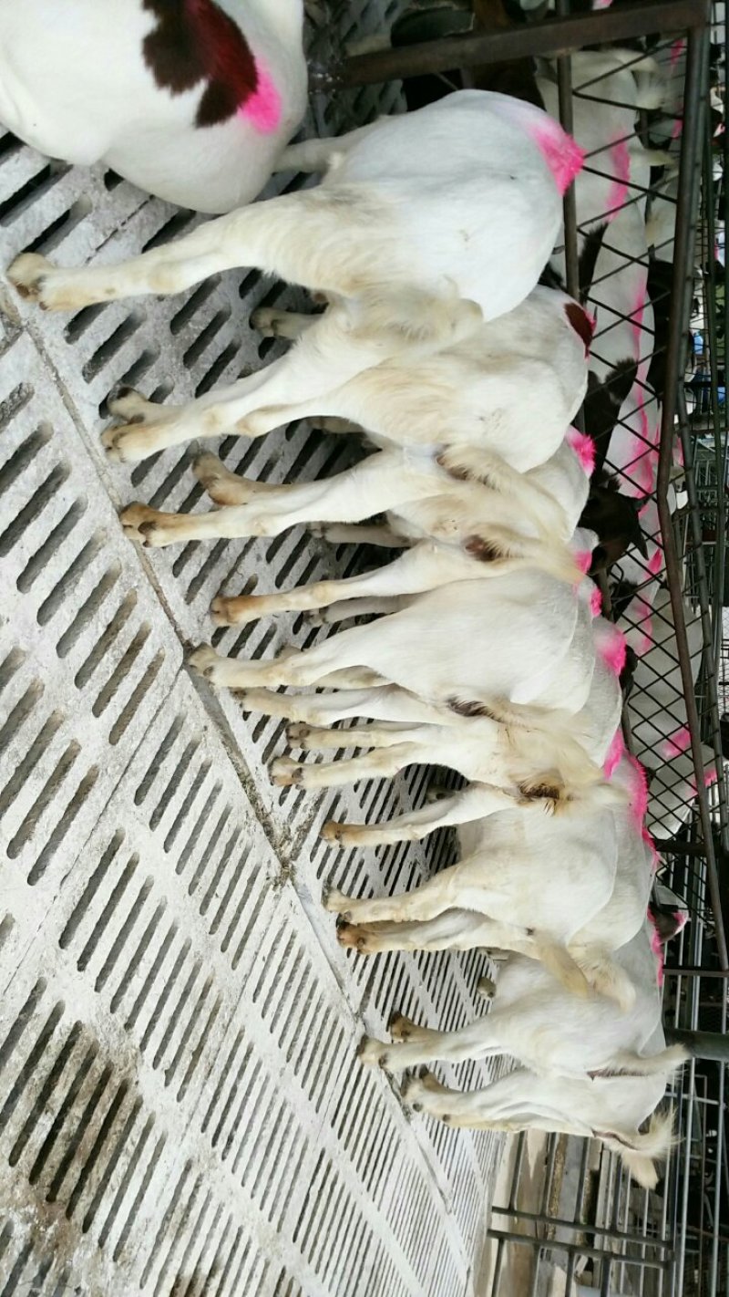 波尔山羊羊羔价格多少钱