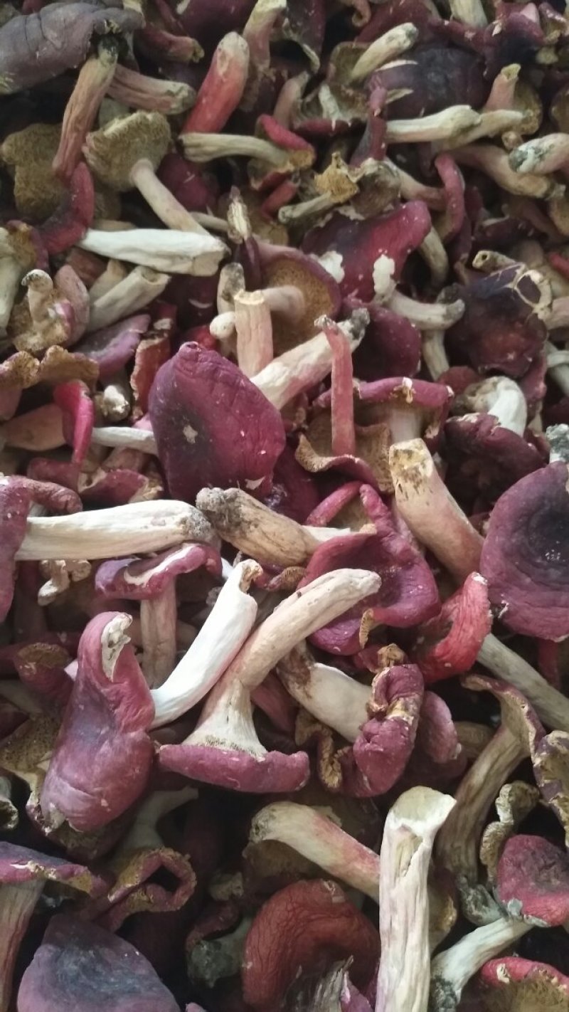 红菇
