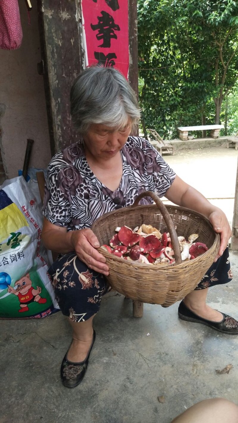 红菇