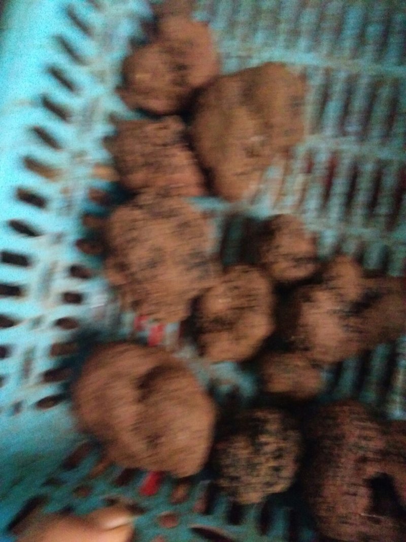夏块菌