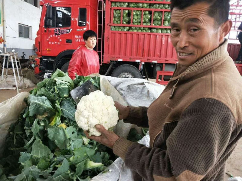 白菜花，产地发货，一手货源，价格低谦，代发全国各地！