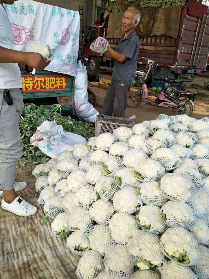 白菜花，产地发货，一手货源，价格低谦，代发全国各地！