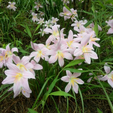 韭兰，白花葱兰，，，，，。