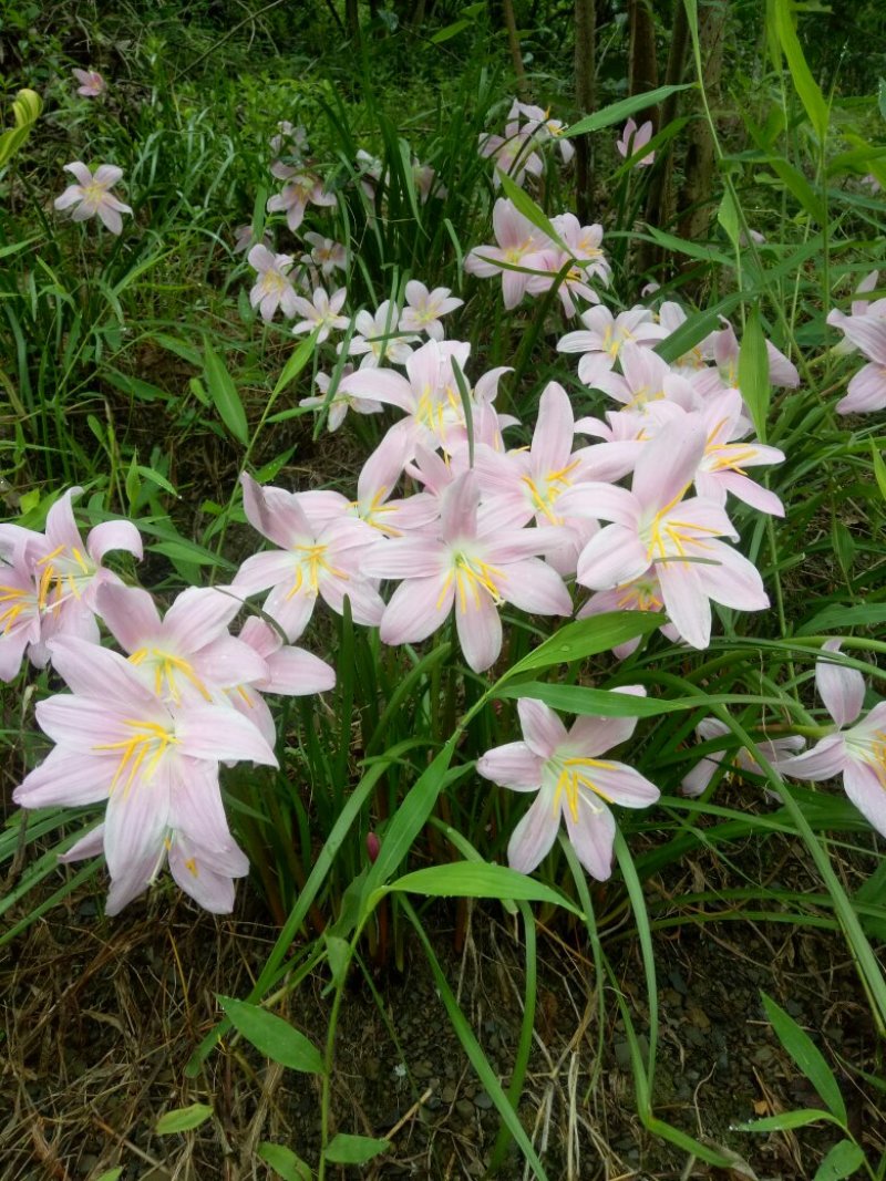 韭兰，白花葱兰，，，，，。