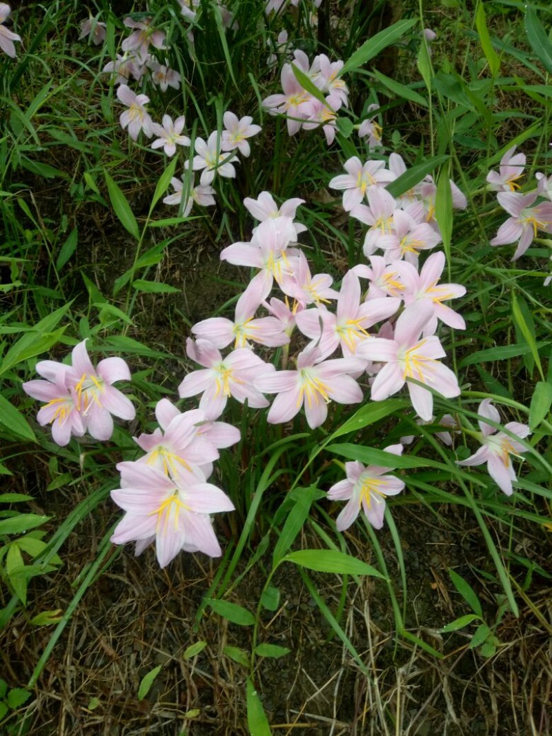 韭兰，白花葱兰，，，，，。