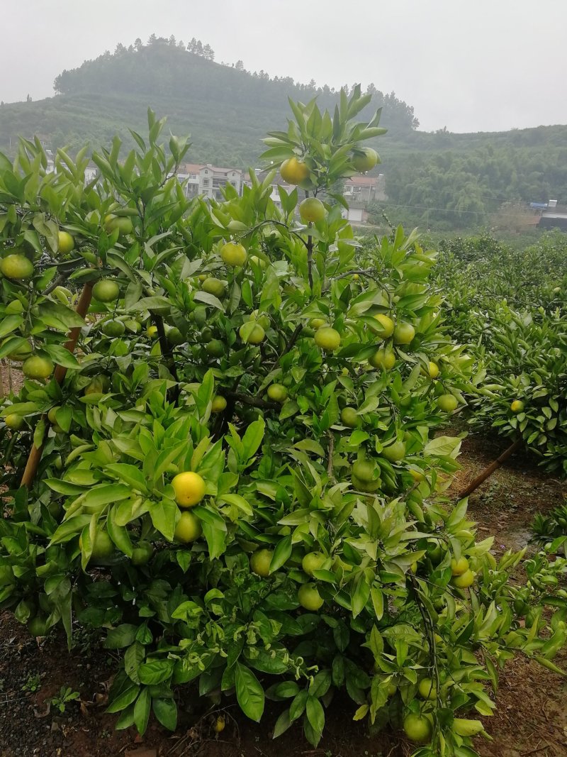 佛山橘海橘子上色了