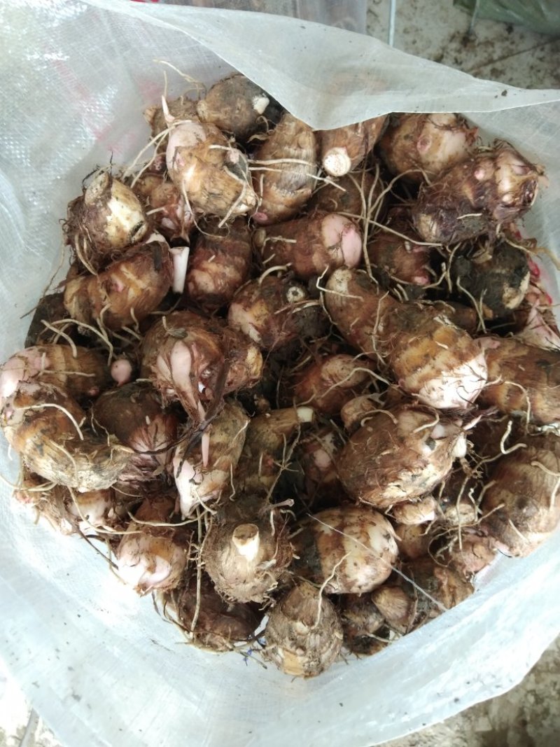 南阳精品红芽芋头大量上市需要了联系。大果中果都有可以分级