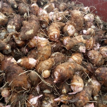 南阳精品红芽芋头大量上市需要了联系。大果中果都有可以分级