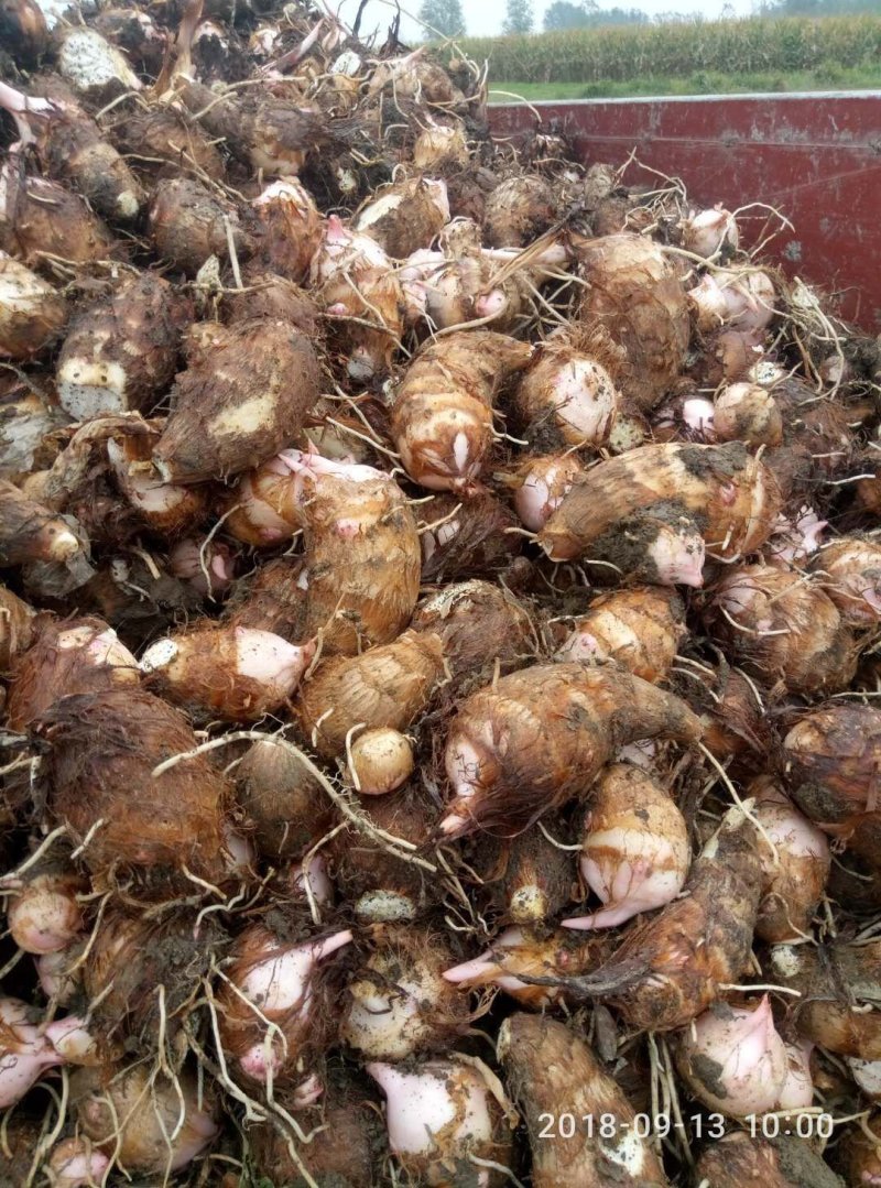 南阳精品红芽芋头大量上市需要了联系。大果中果都有可以分级