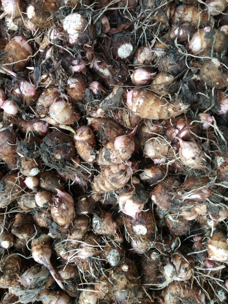 南阳精品红芽芋头大量上市需要了联系。大果中果都有可以分级