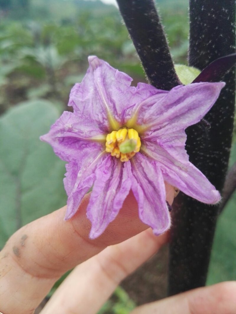 秋茄子
