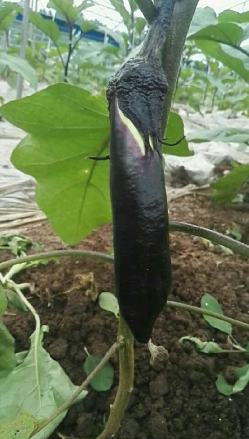 秋茄子
