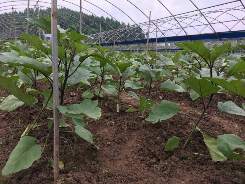 秋茄子
