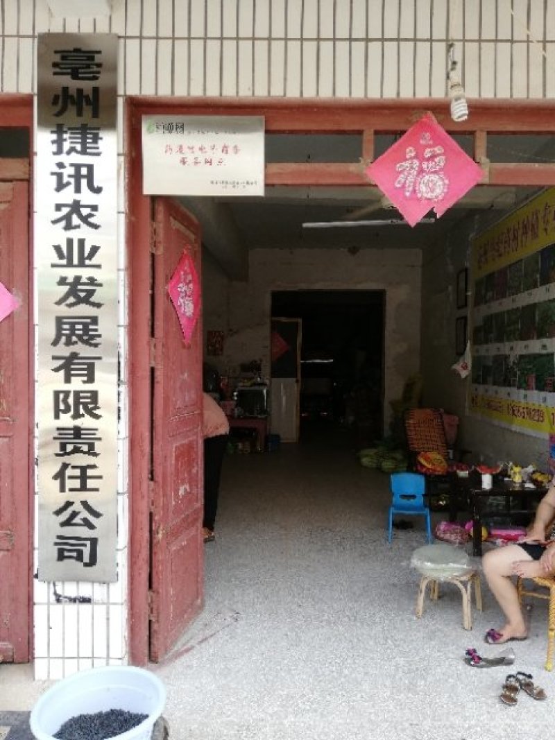 射干种苗射干种子纯新货净货改良高产耐旱
