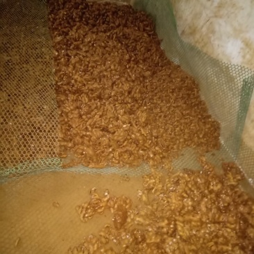广西本地新鲜生沙姜，海南生沙姜隆重上市，一手货源