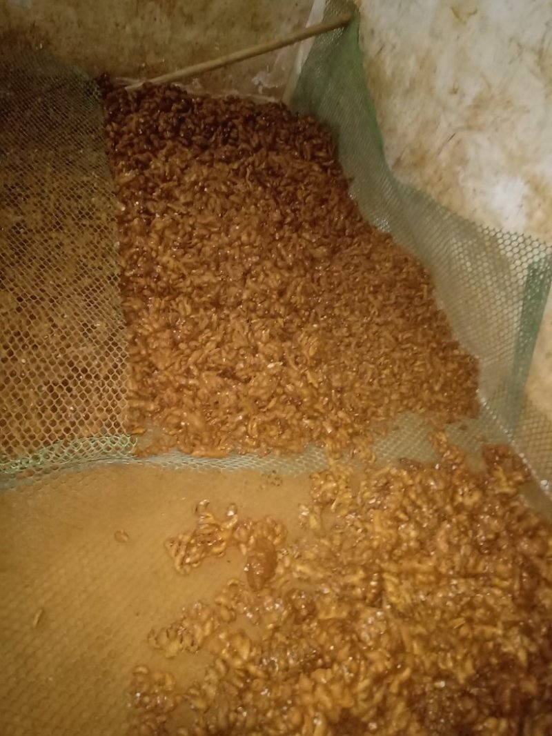 广西本地新鲜生沙姜，海南生沙姜隆重上市，一手货源