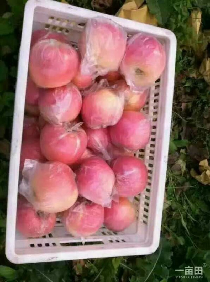 苹果红富士苹果批发货源充足纸袋膜袋产地一手货源