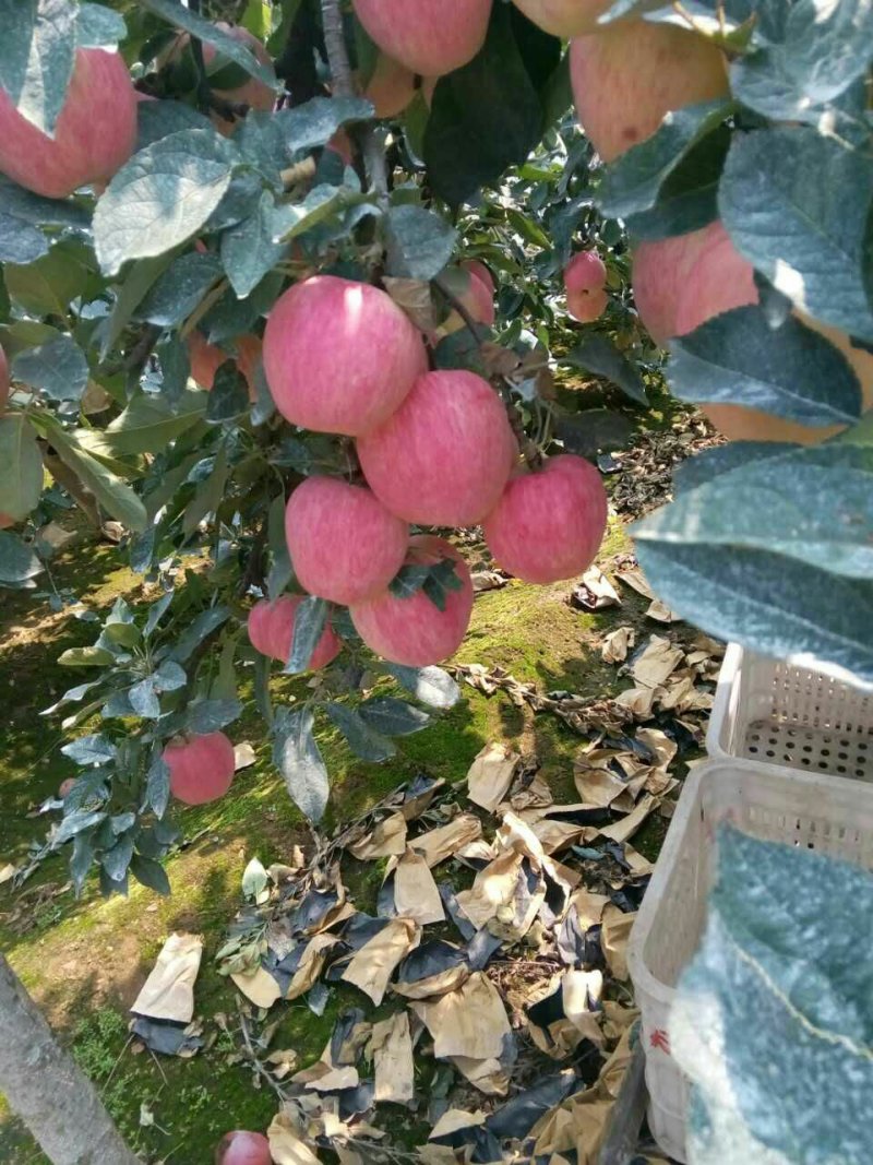 苹果红富士苹果批发货源充足纸袋膜袋产地一手货源