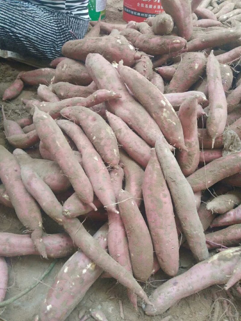 干，面，甜自己种植价格实惠