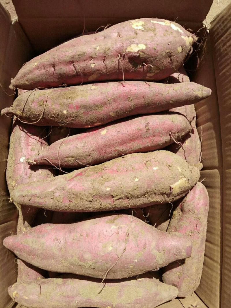 干，面，甜自己种植价格实惠