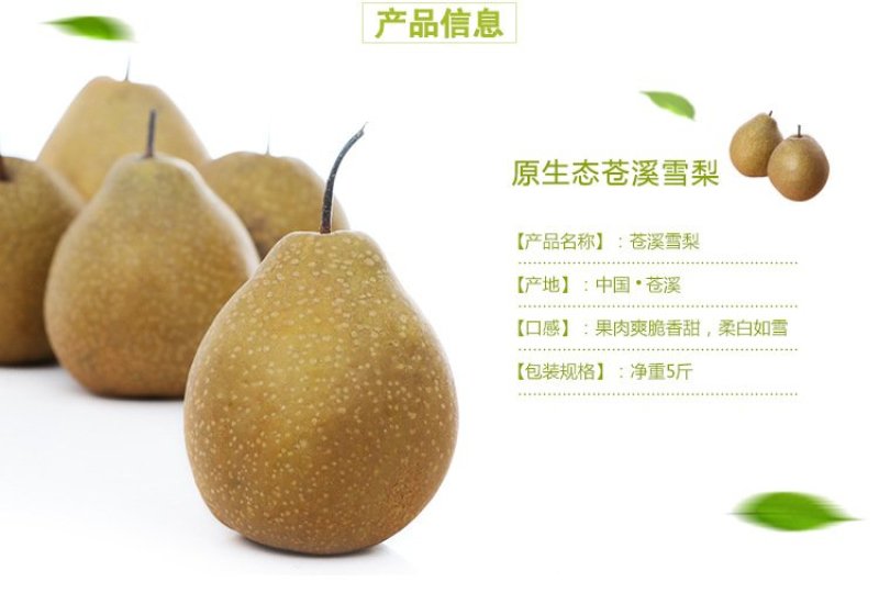 苍溪雪梨预售中（9月初采摘）