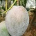 芒果