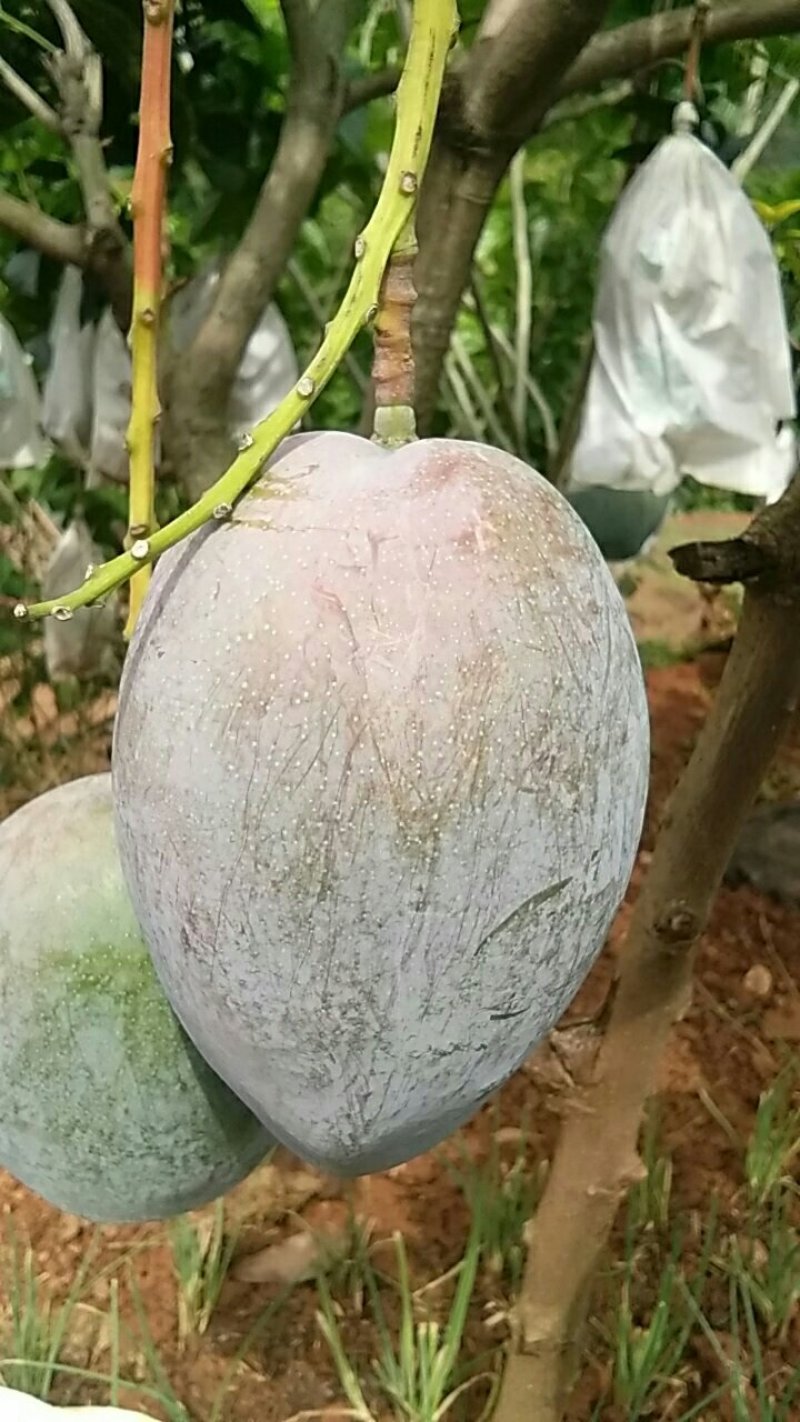 芒果