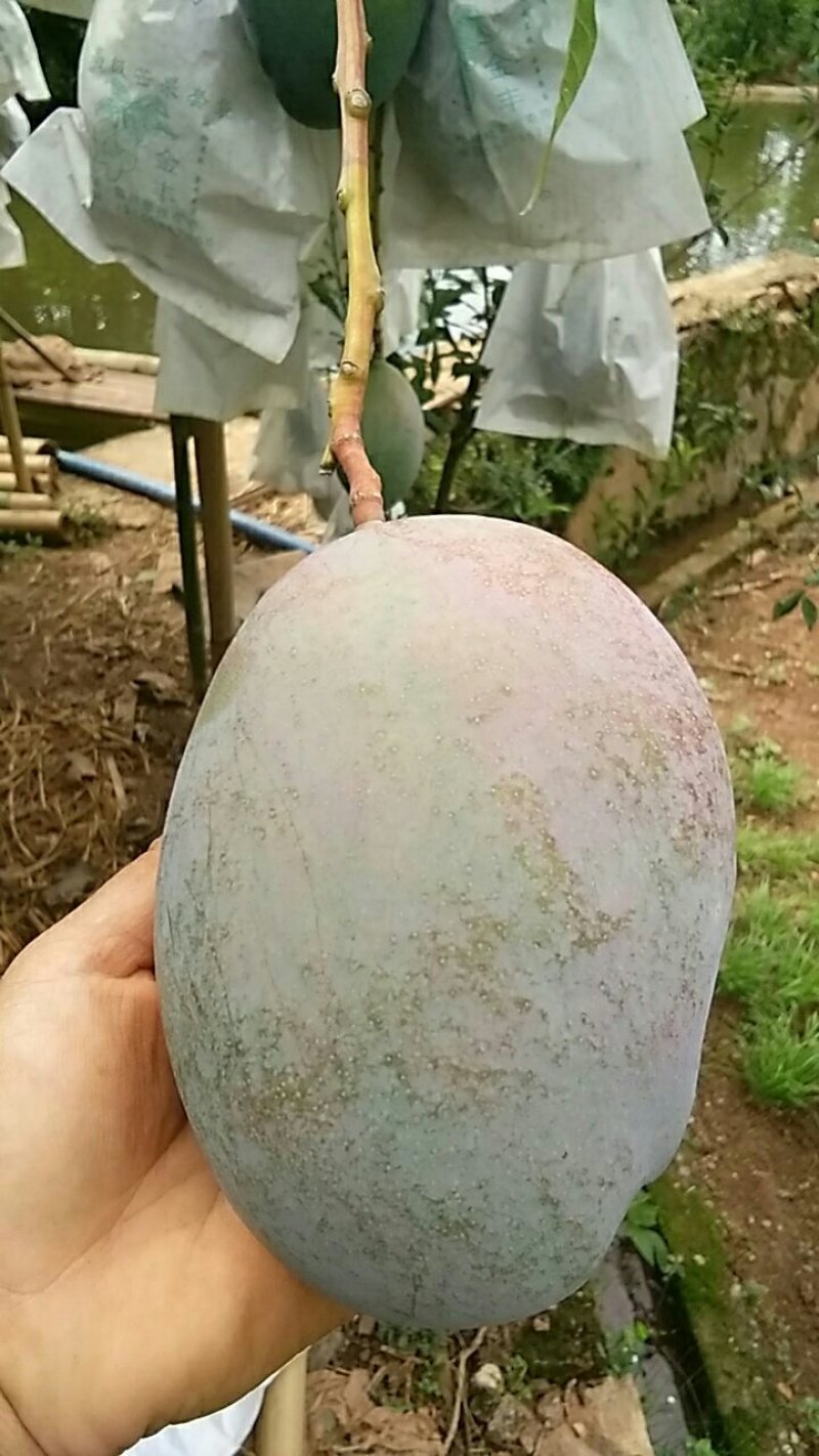 芒果