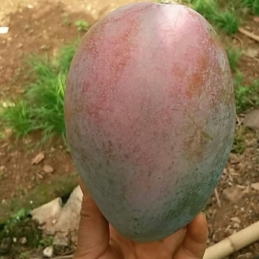 芒果