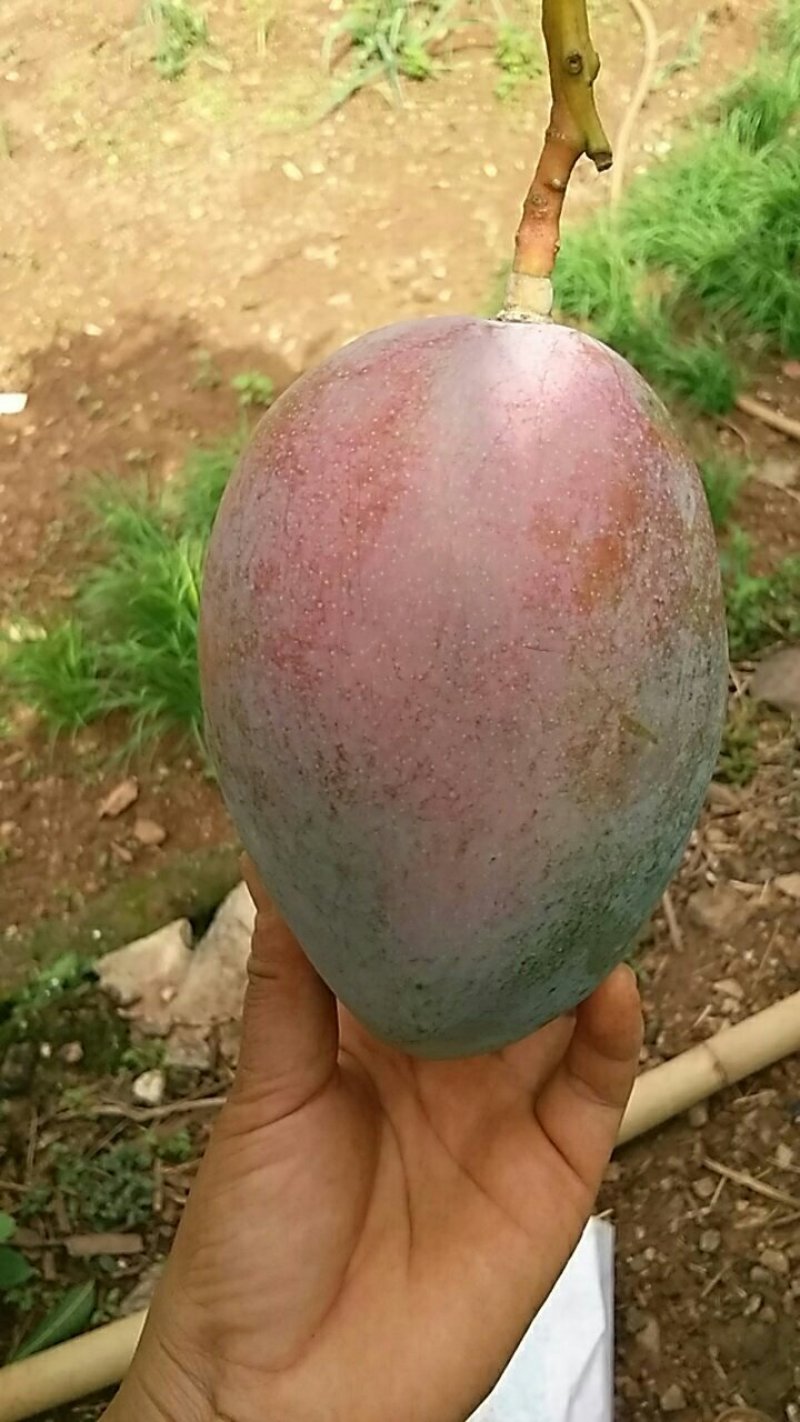 芒果