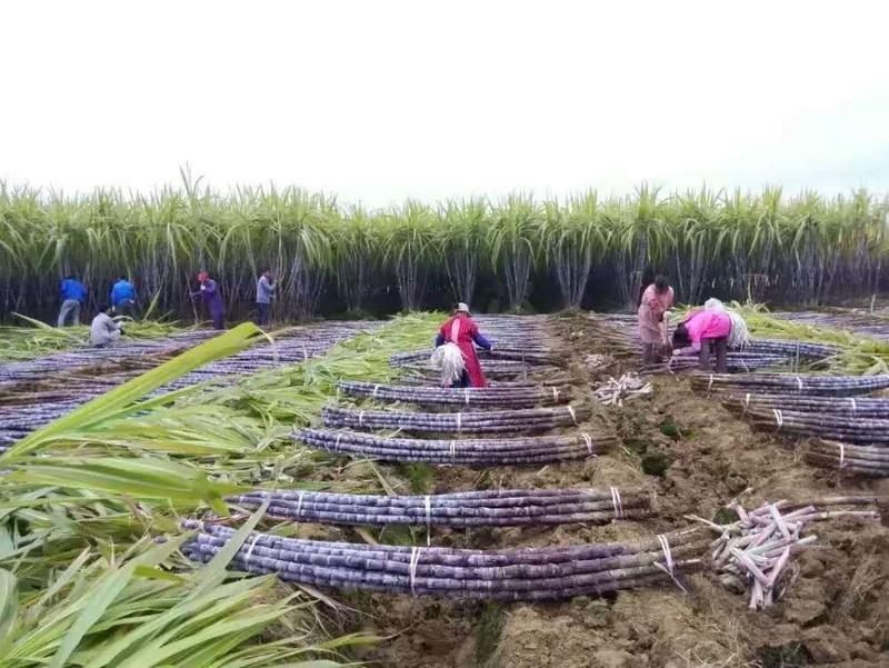 广西黑皮甘蔗基地直销，质量保证，包找回头车