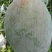 芒果