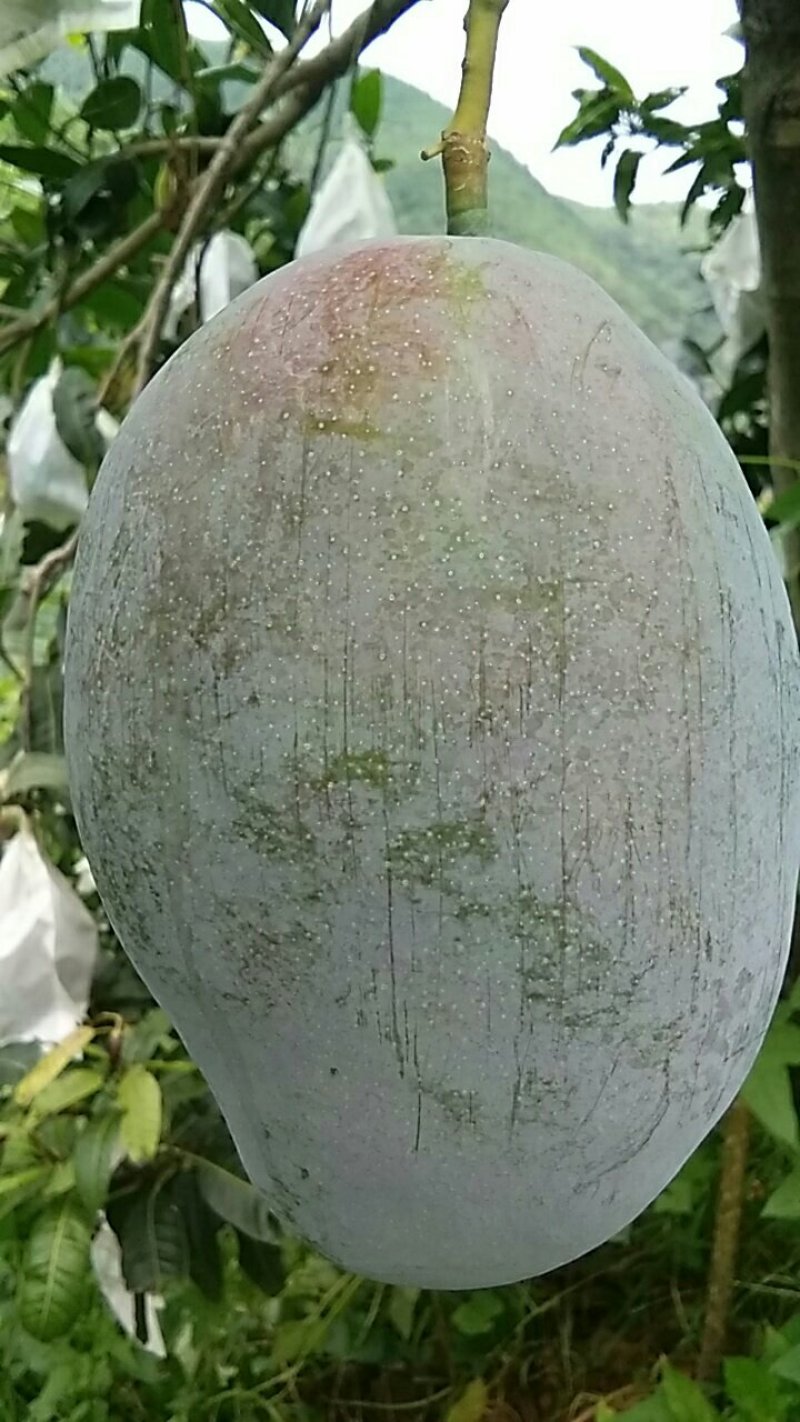芒果