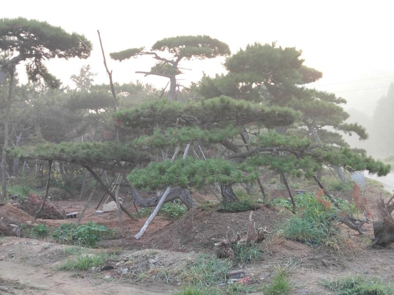 造型松，大，中，小规格齐全。