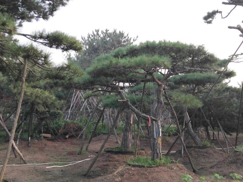 造型松，大，中，小规格齐全。