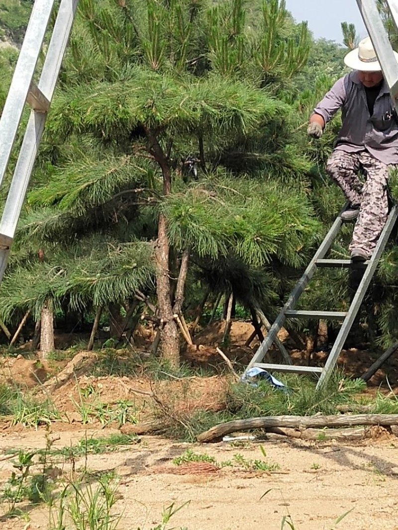 造型松，大，中，小规格齐全。