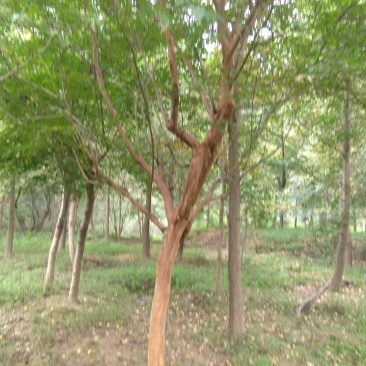6到7公分紫薇