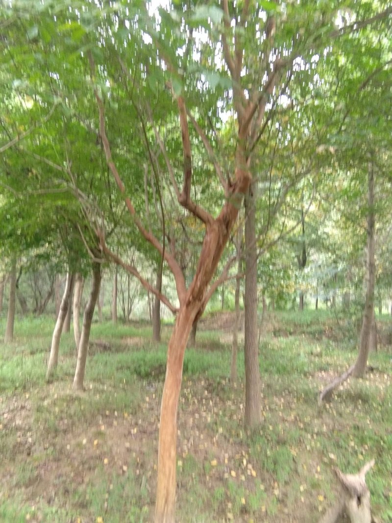 6到7公分紫薇