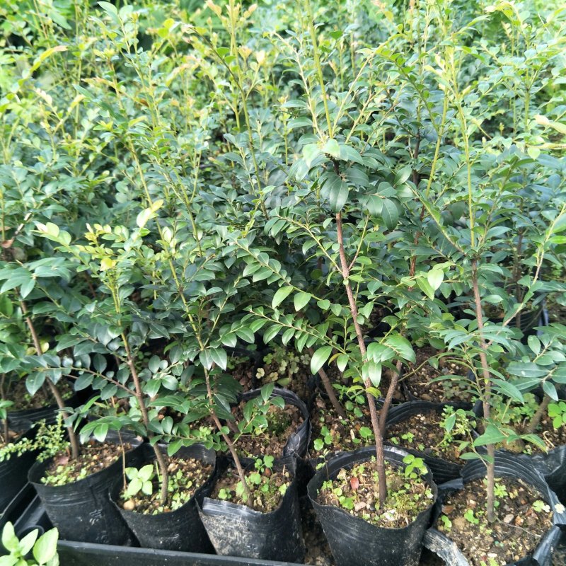 紫檀黑檀黑骨茶室内盆栽树种庭院景观造型绿植